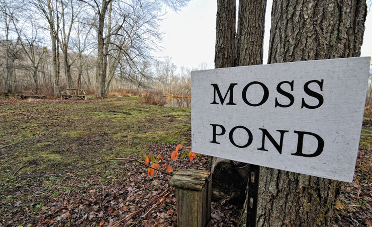 Moss Pond