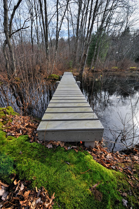 Mossy Bridge